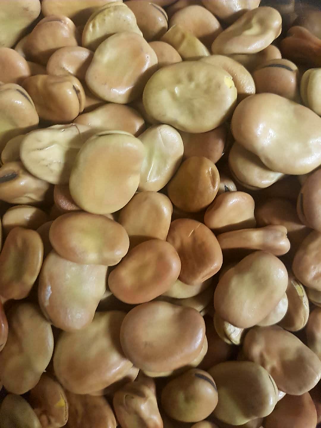 Buy Broad Beans Beans / Legumes Micks Nuts